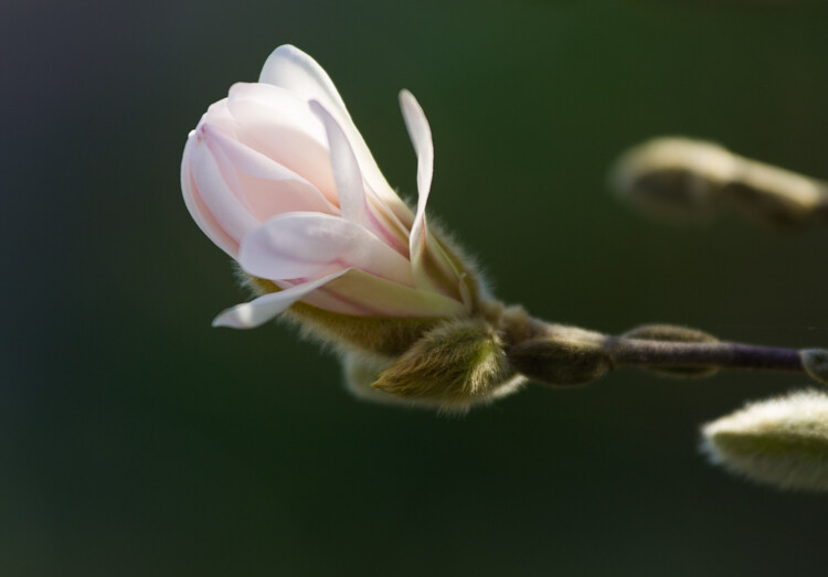 Composition Checklist for Beginners - flower blooming