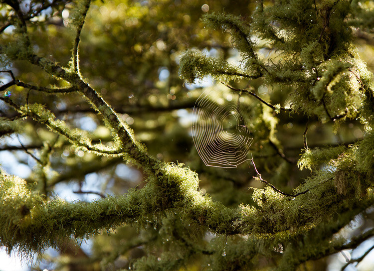 spider web in a tree - Composition Checklist for Beginners
